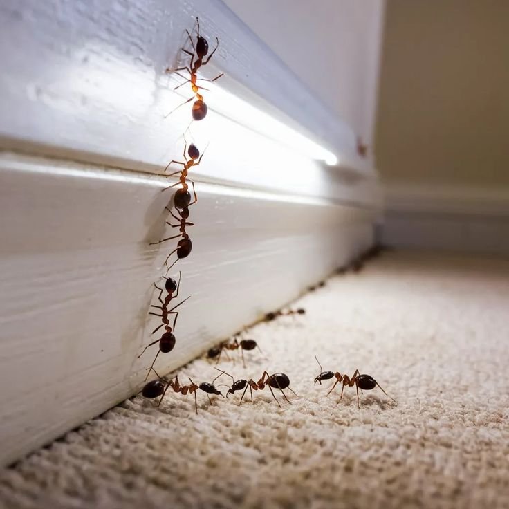 Ants Control