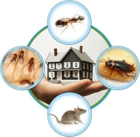 Pest Control Abbotsford _ Pest control, Pest control services, Bug control
