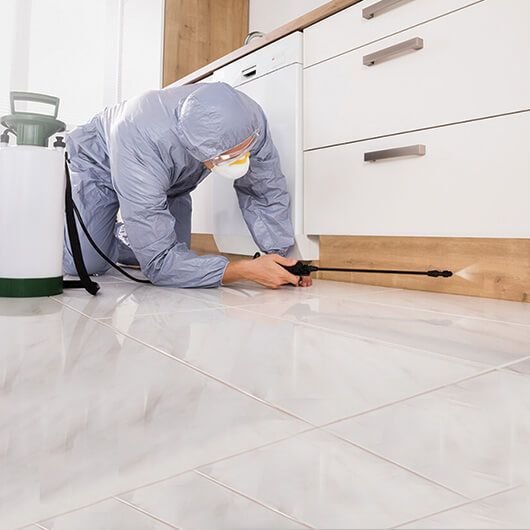 Termite Control _ Structural Pests